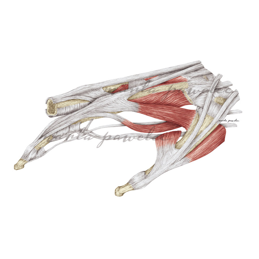 Anatomia palca wskazującego Anatomia palca wskazującego