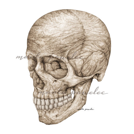 Czaszka – widok skośny