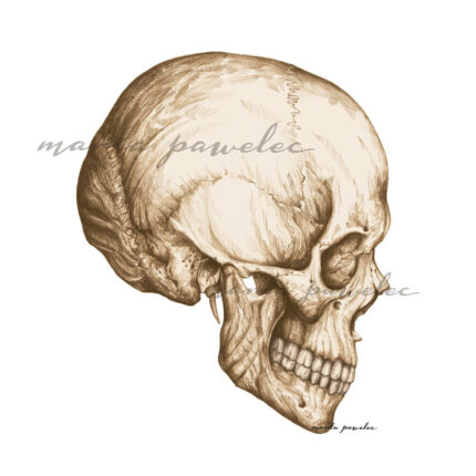 Czaszka – widok z boku