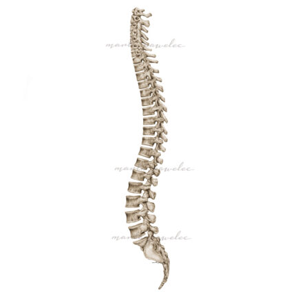 Kręgosłup - widok z boku