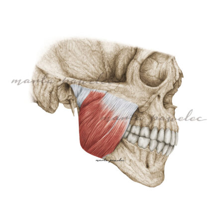 Mięsień żwacz - widok z boku