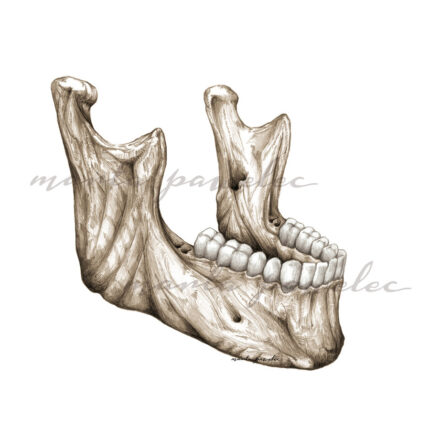 Żuchwa - widok skośny