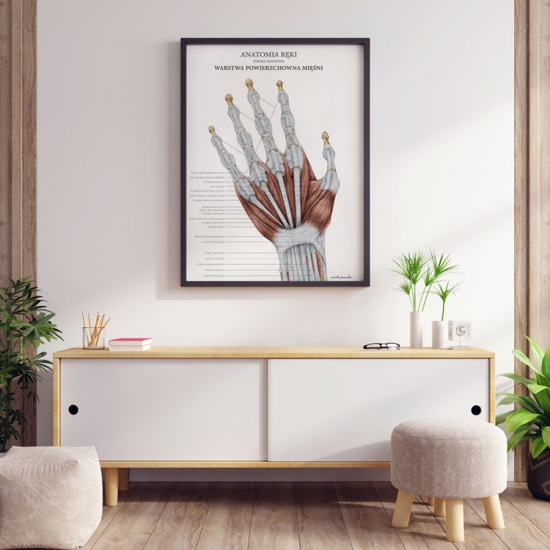 anatomia-reki-warstwa-powierzchowna (1)
