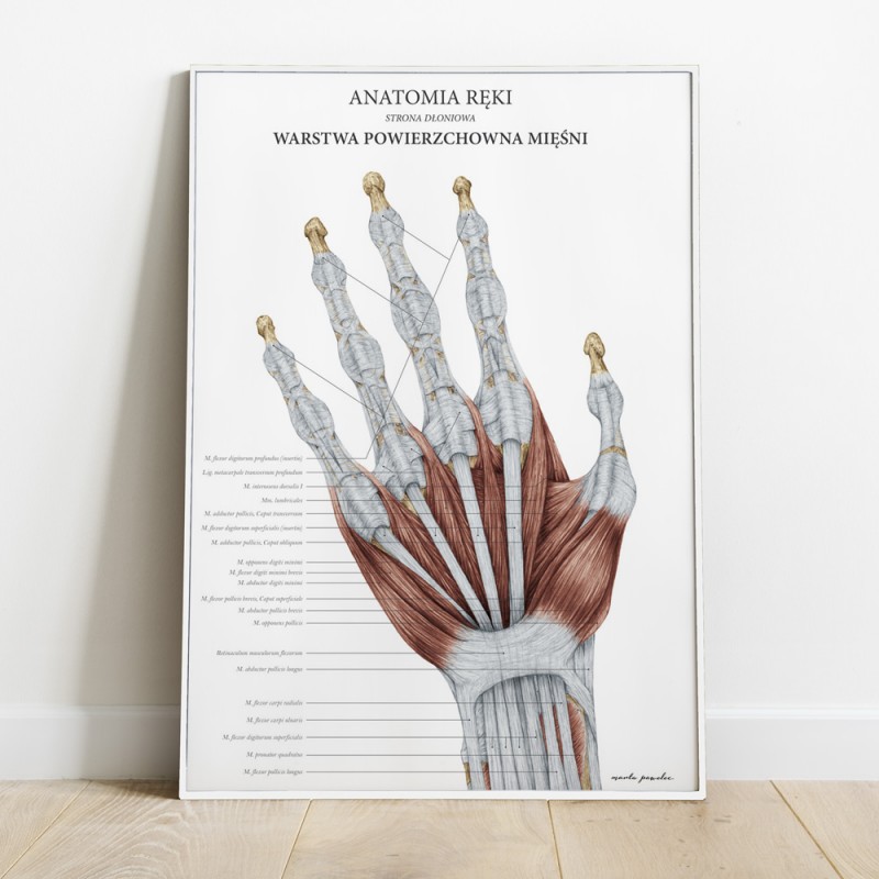anatomia-reki-warstwa-powierzchowna (2)