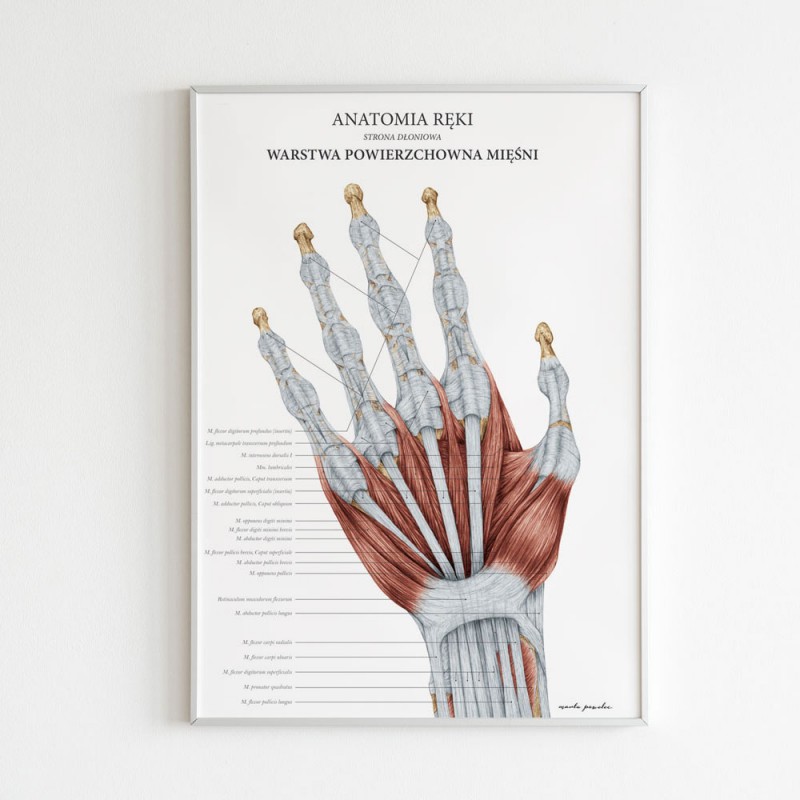 anatomia-reki-warstwa-powierzchowna (3)