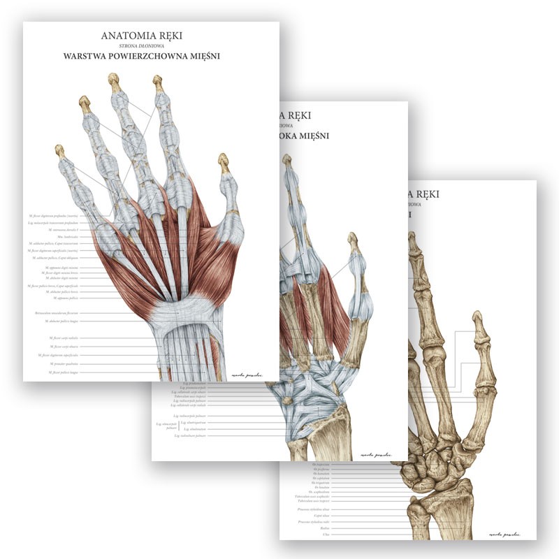 anatomia-reki-warstwa-powierzchowna (4)