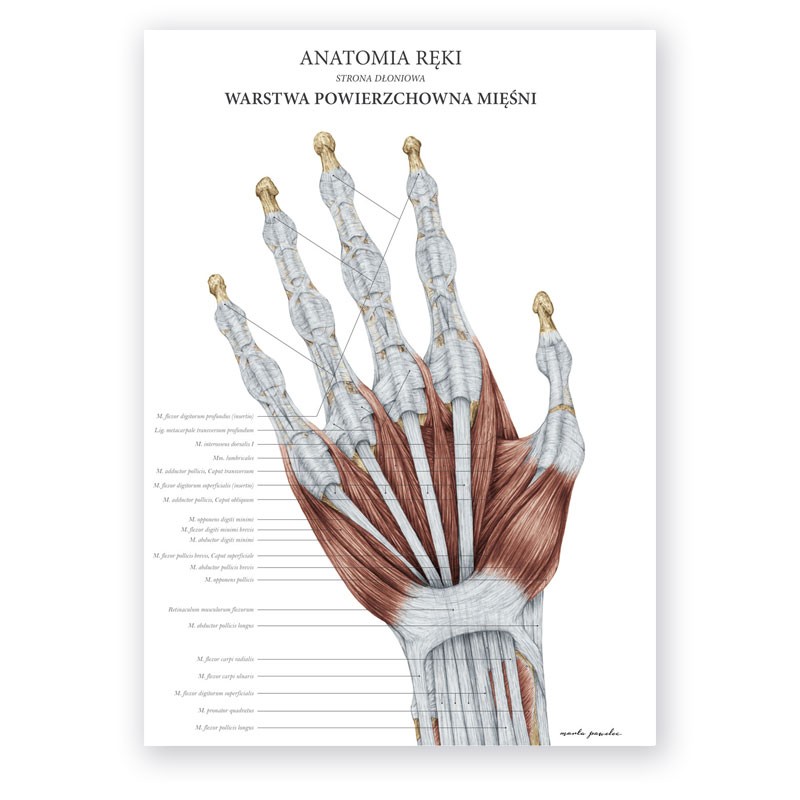 anatomia-reki-warstwa-powierzchowna